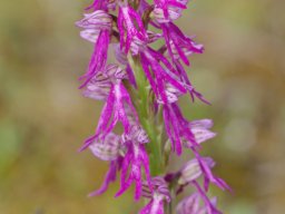 Orchis_anthropophora_x_O._italica_Barreira_Alva